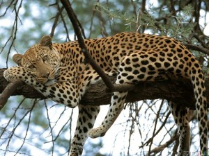 thumb3_leopard_relaxing_in_a_tree_after_lunch